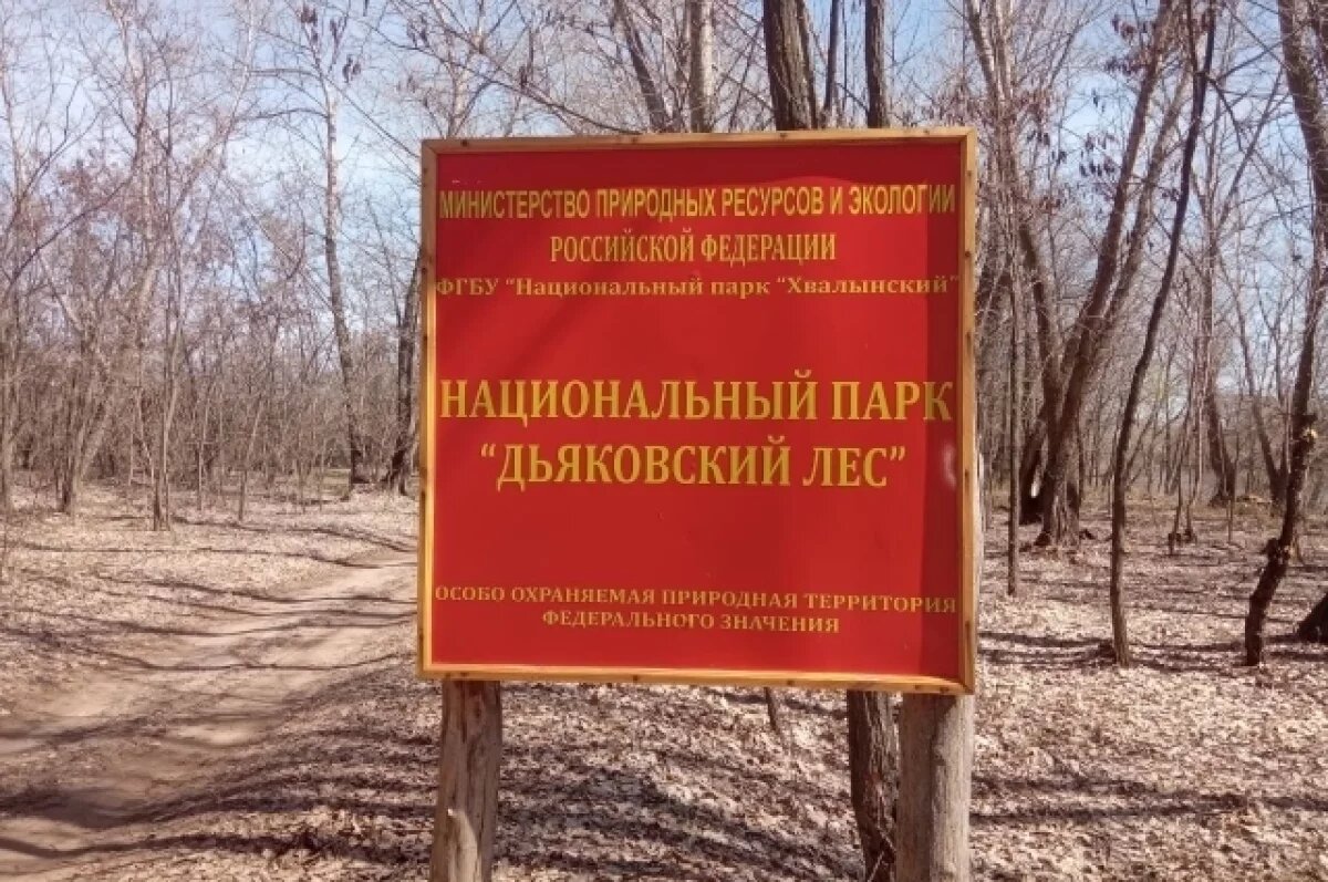    В Саратовской области развивают национальный парк «Дьяковский лес»