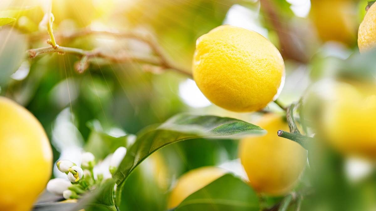    Фото: Shutterstock