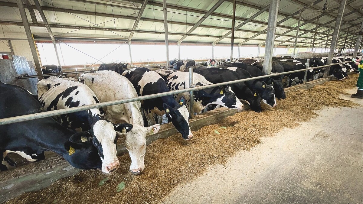     Источник: 1MI