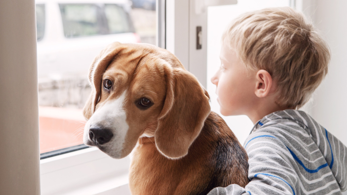 Парадокс, но чаще всего нужно оберегать собаку от ребёнка, а не наоборот. Фото Solovyova/iStock
