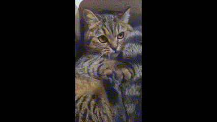 злой кот)