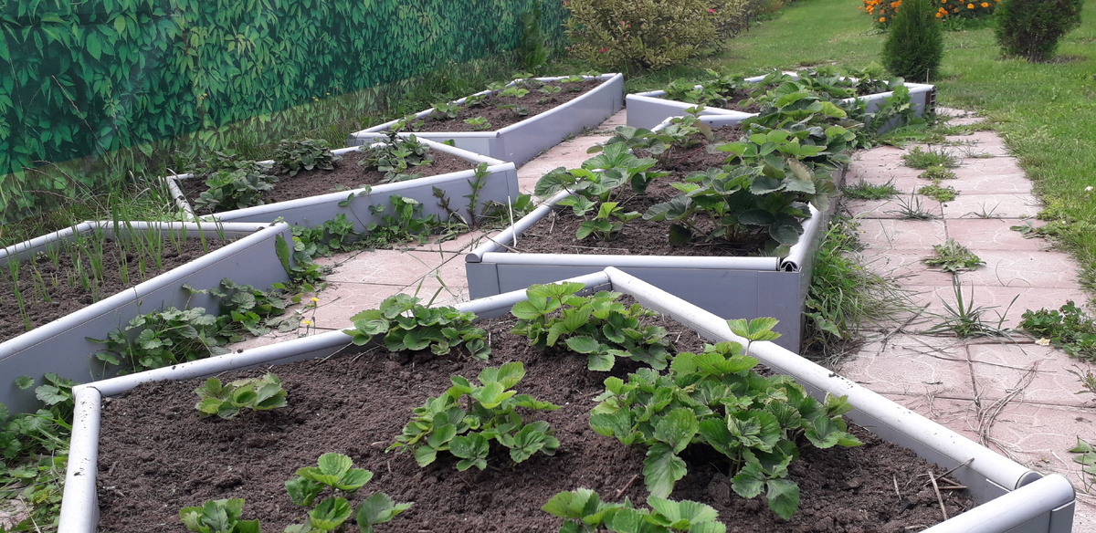 Клубника после первой подкормки