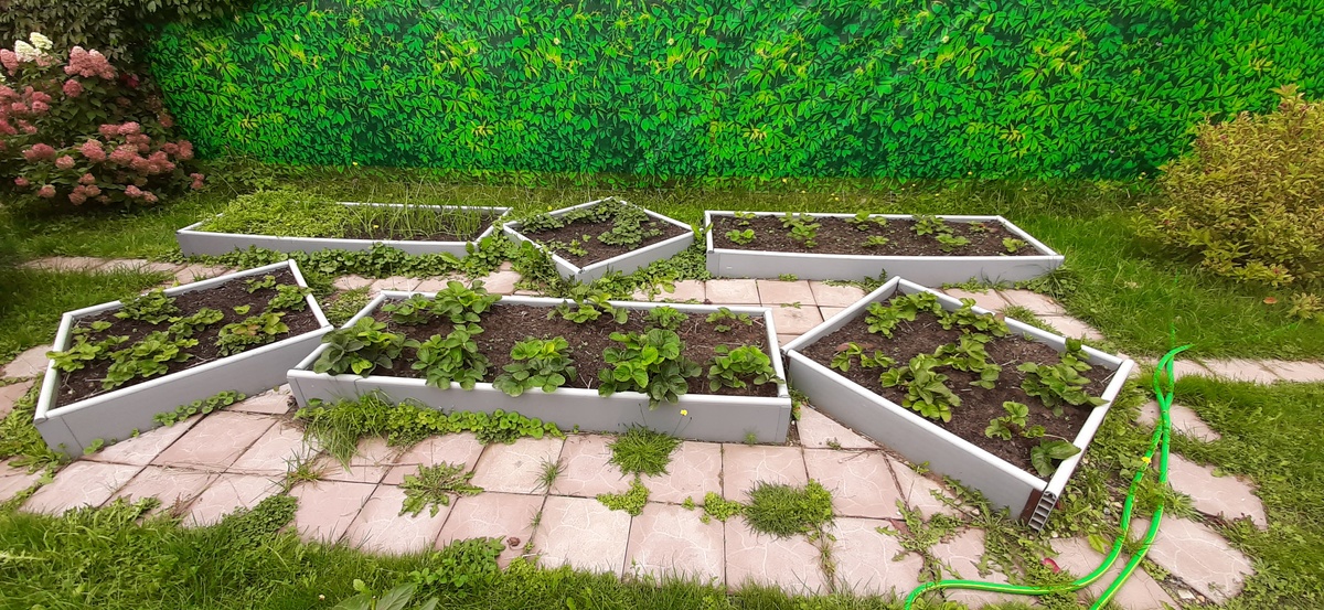 Клубника. Сорт Цунаки первого и третьего года