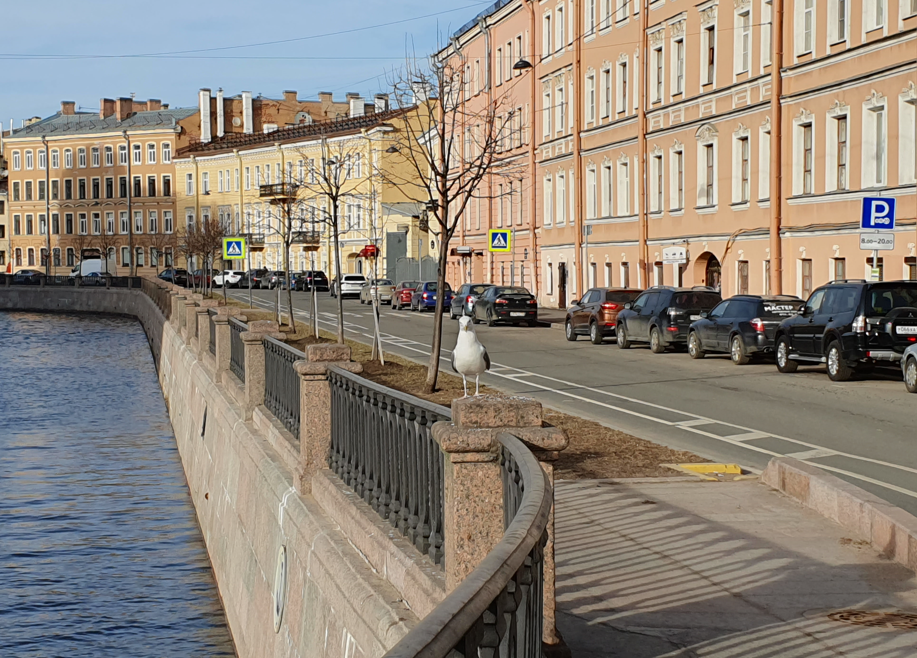 Чайка, летает и смотрит на нас совершенно бесплатно)