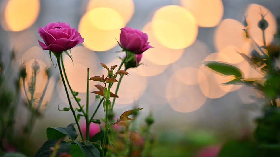 Фото: Александр Миридонов / Коммерсантъ