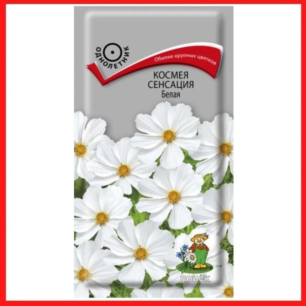 Космея сенсация белая Поиск