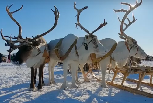     В Дудинке 80 оленьих упряжек вышли на гоночную трассу в честь дня оленевода