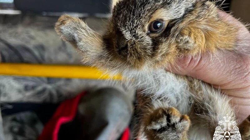     Маленького зайчонка спасли МЧС из огня. МЧС России