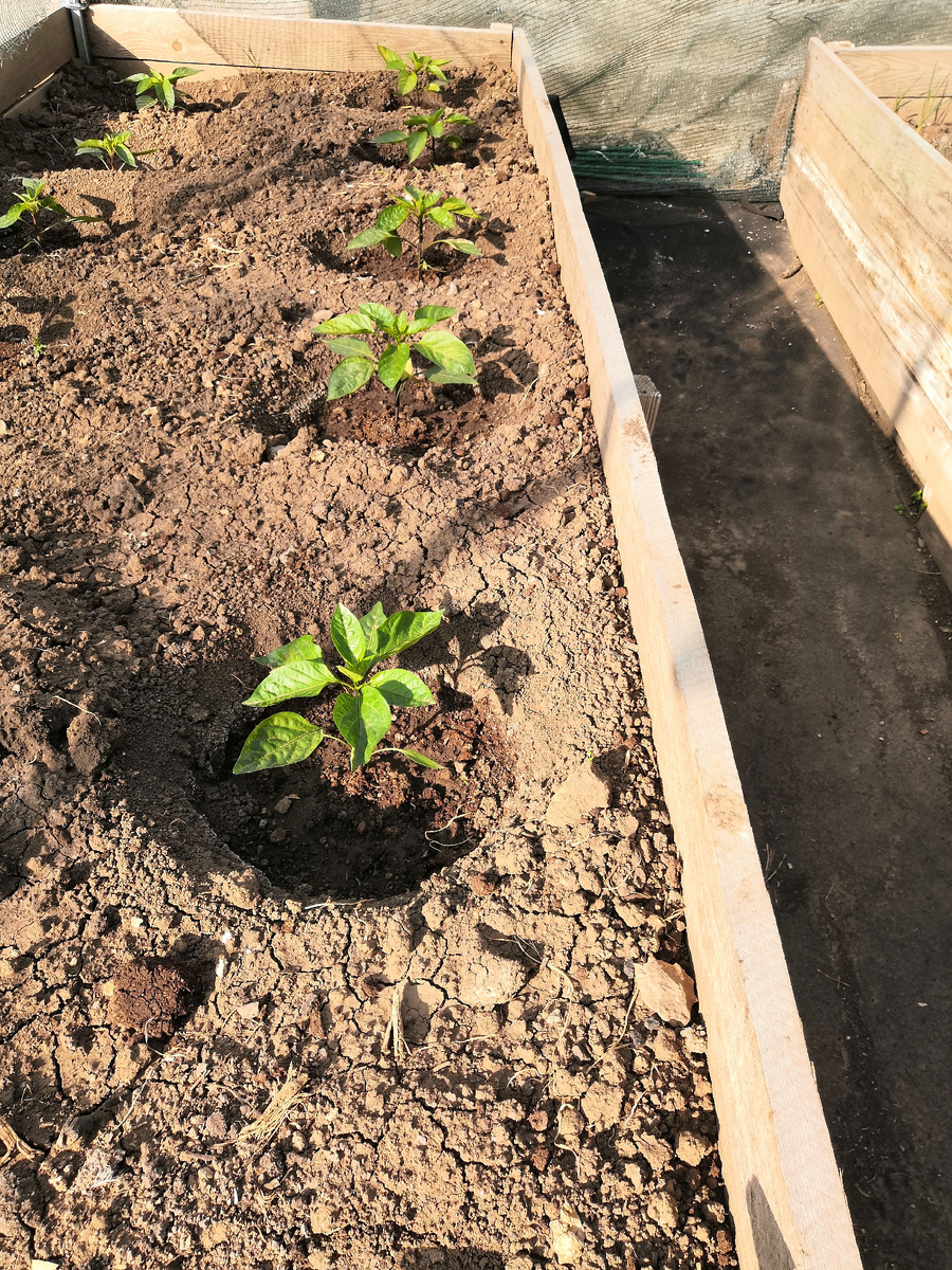 Перец сорта Гигант Аконкагуа после высадки в грунт