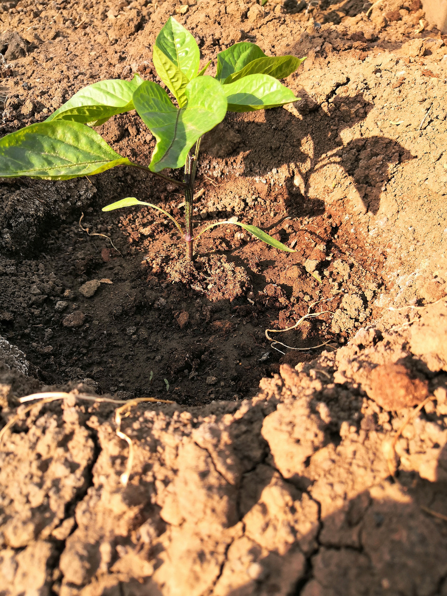 Он же поближе