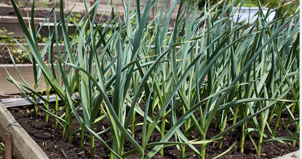 Весенняя подкормка чеснока — простой способ получения крупных и здоровых головок.