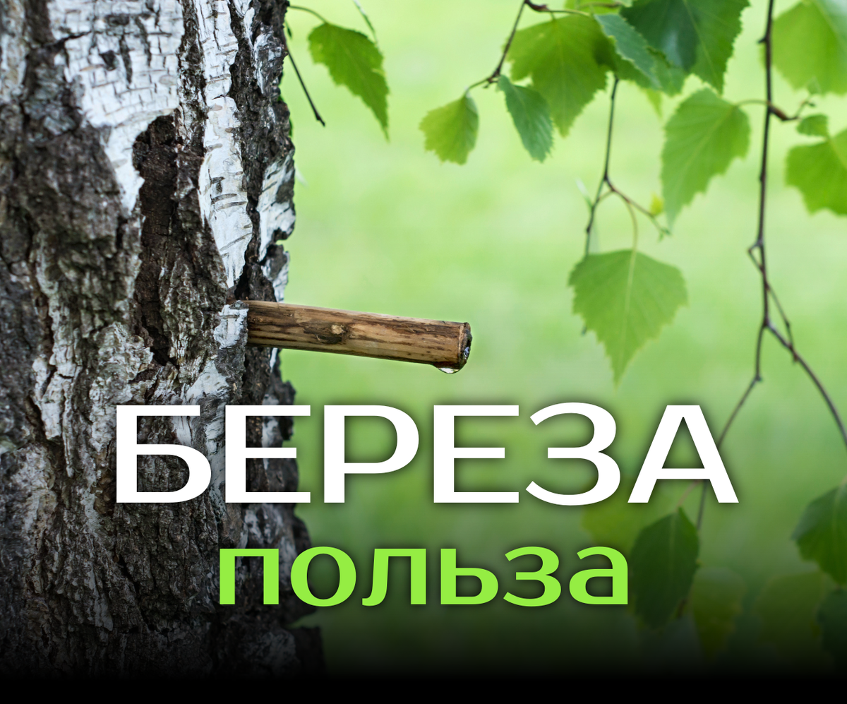 Природные эликсиры весны! 🌳💧