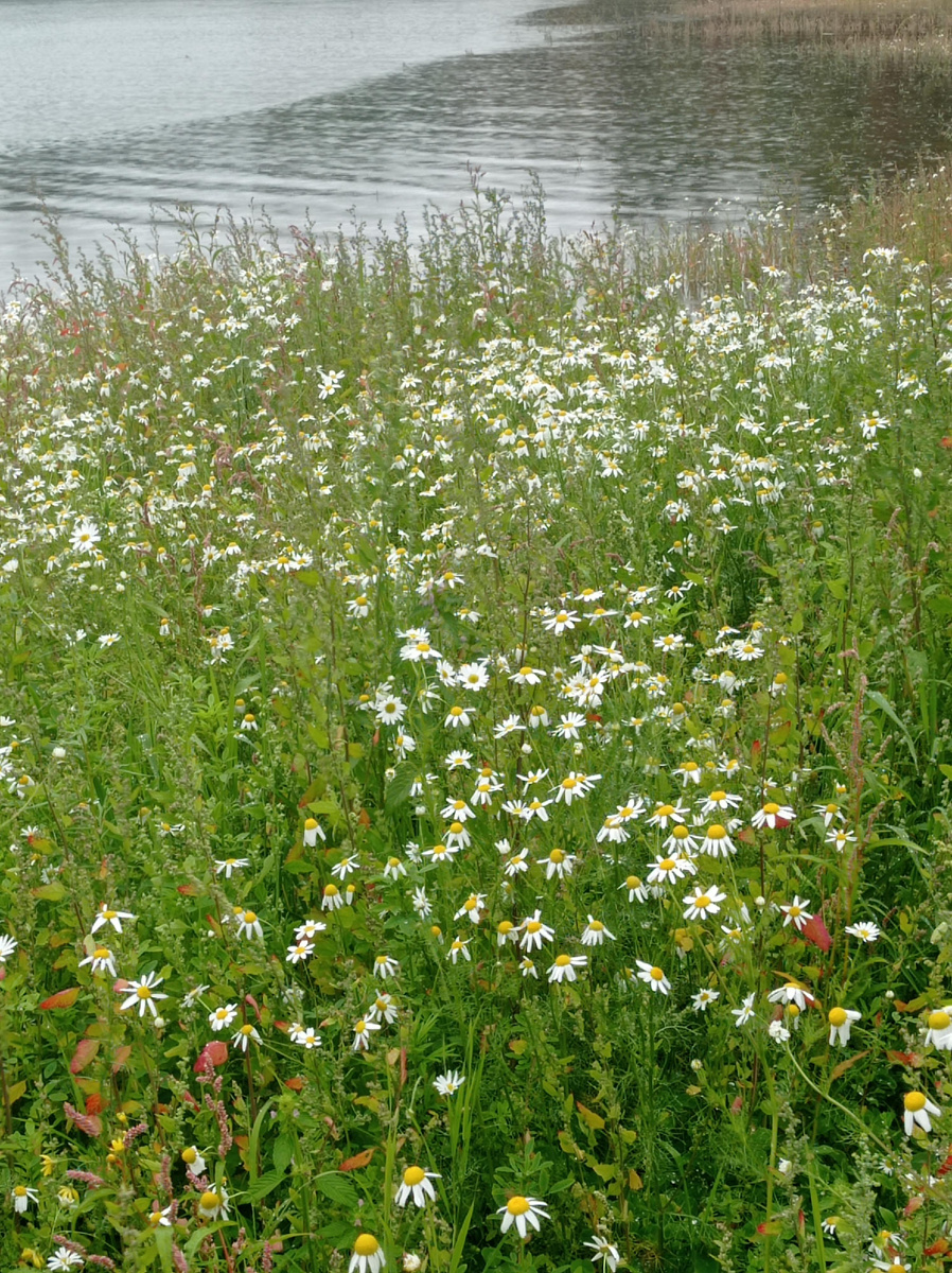 Берег в ромашках