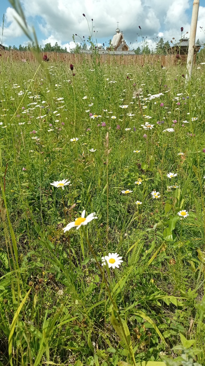 А это ромашка - народное название , а по научному нивяник. 