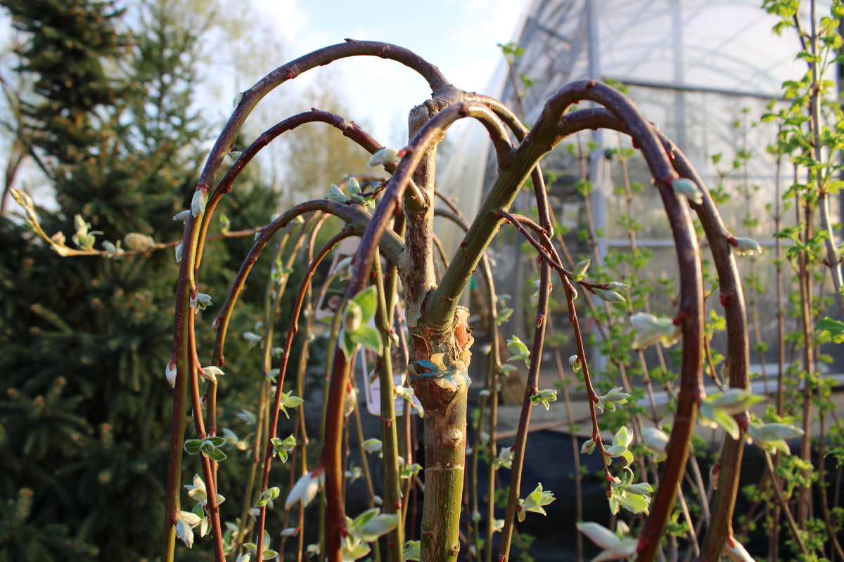 Ива козья Килмарнок (Salix caprea Kilmarnock)