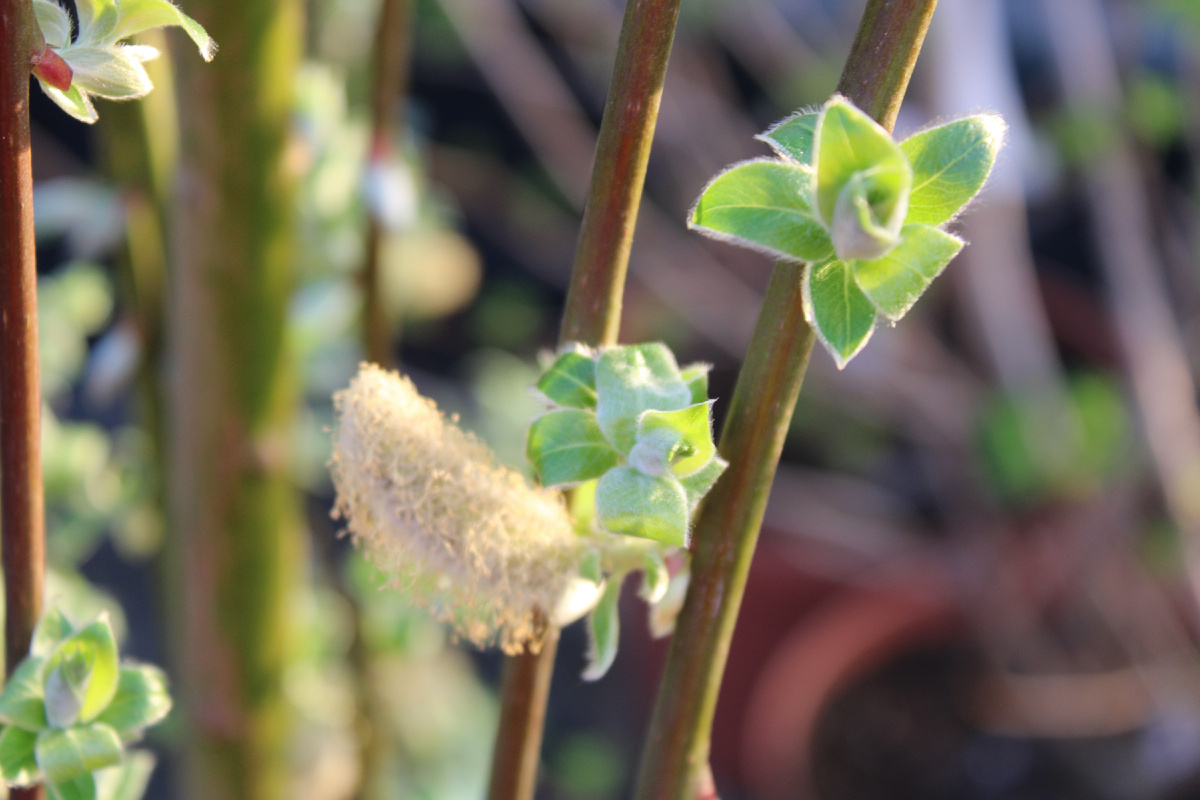 Ива козья Килмарнок (Salix caprea Kilmarnock)