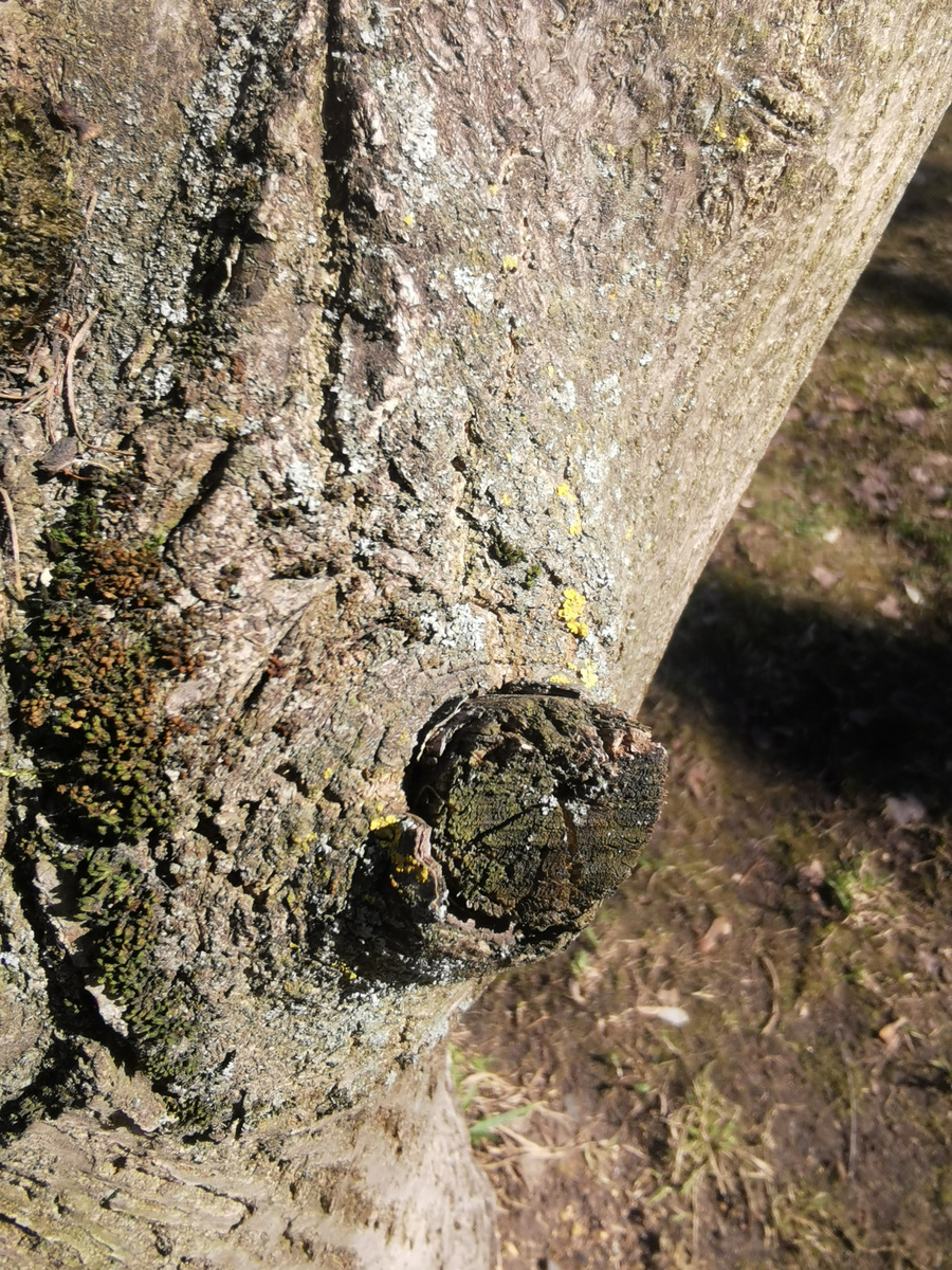 Оставленный пенек заселяется грибами и физически мешает дереву зарастить повреждение