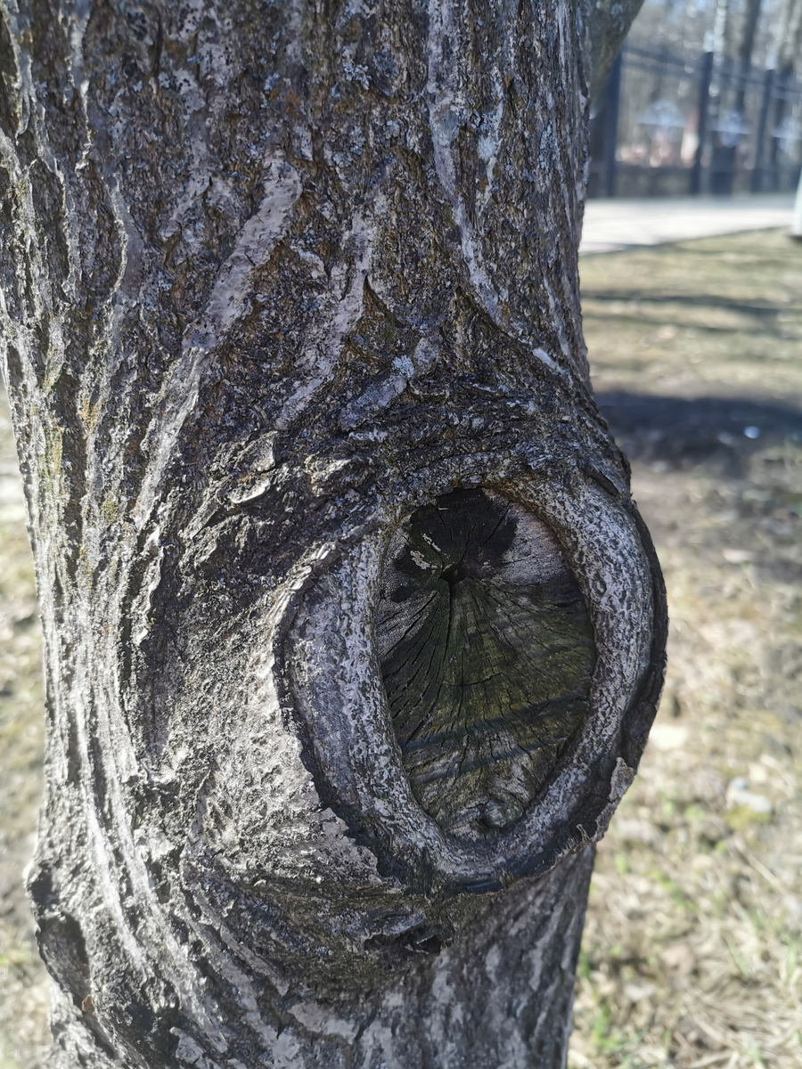 Большой срез на орехе маньчжурском зарастает, но очень долго