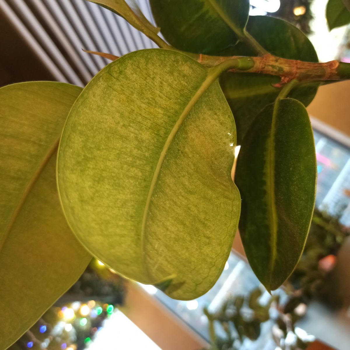 Паутинный клещ на листьях фикуса