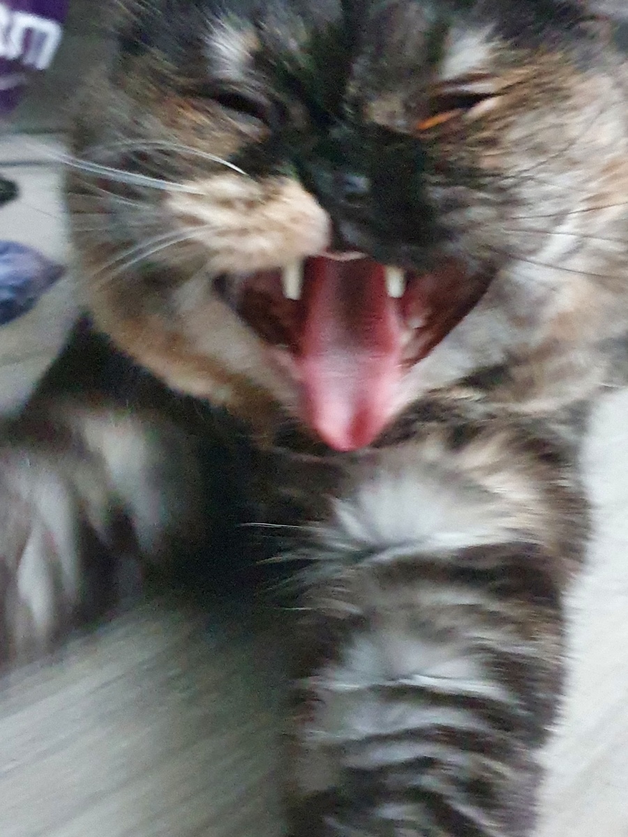 Очередная фоточка кошки