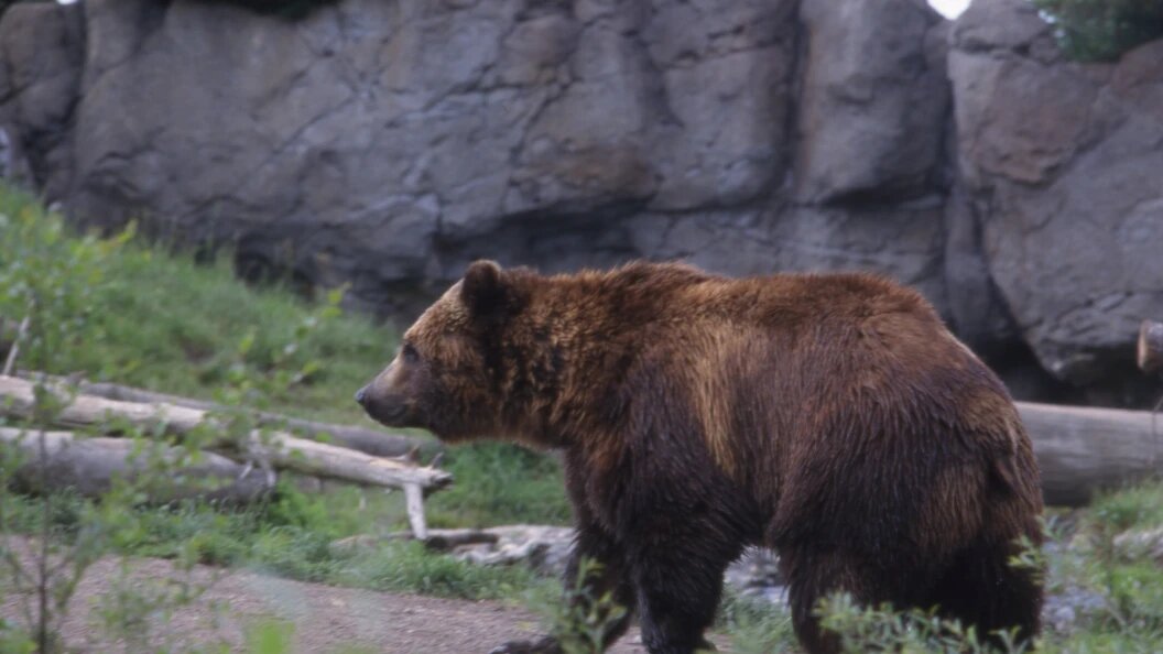    Фото: Andrei Kamenev/Russian Look/Globallookpress