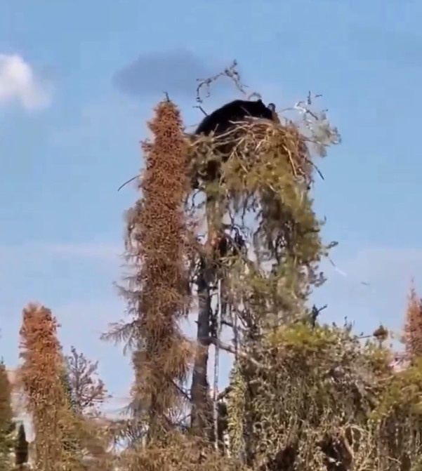    Скриншот: X/@RasmusJarlov