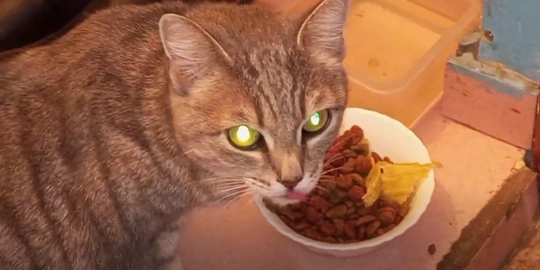 Ну что за г...о я купил и что мне теперь делать ?