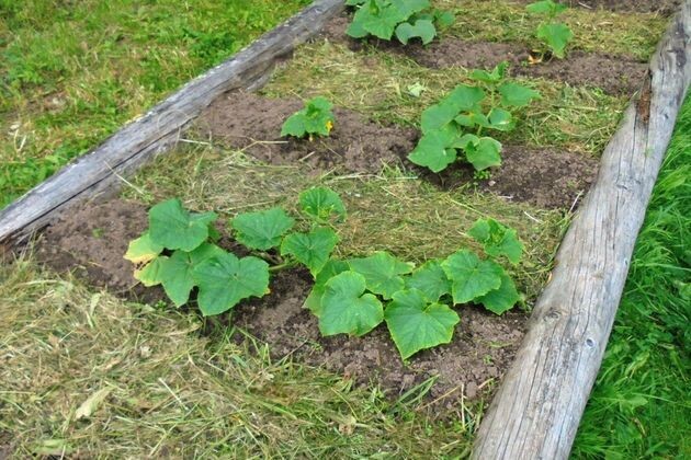 огуречные секреты