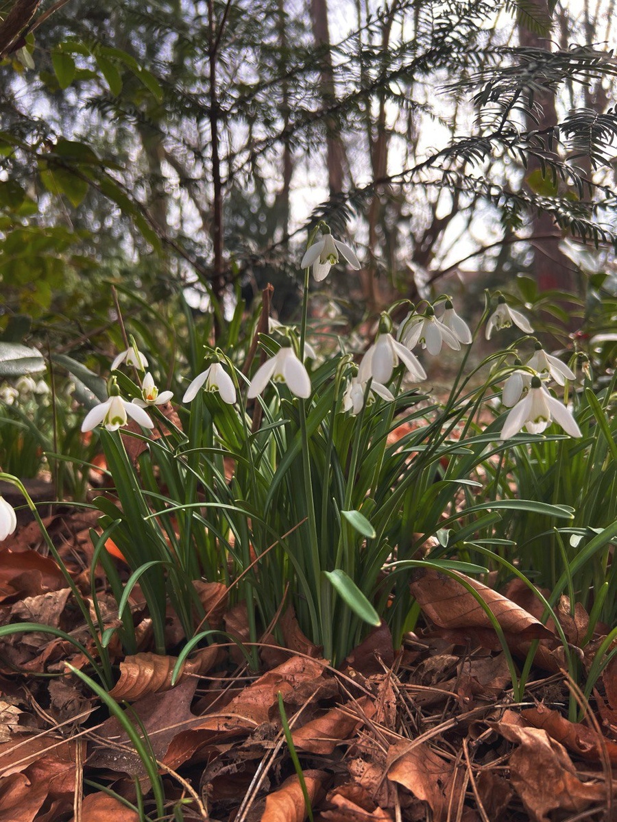 Иллюстрация 2. Подснежники (Galanthus) в Гамбурге. Фото от 23.02.2025