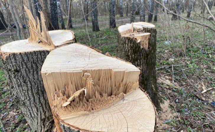    фото Курские известия