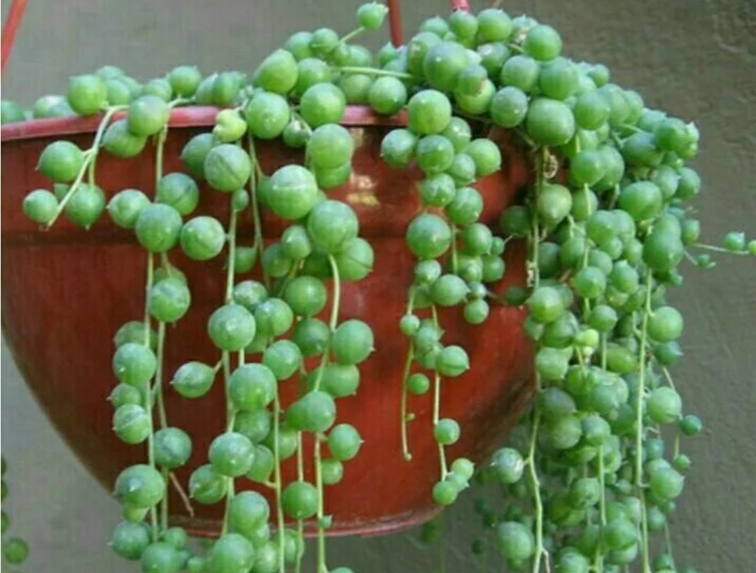 По другому называется жемчужное ожерелье 