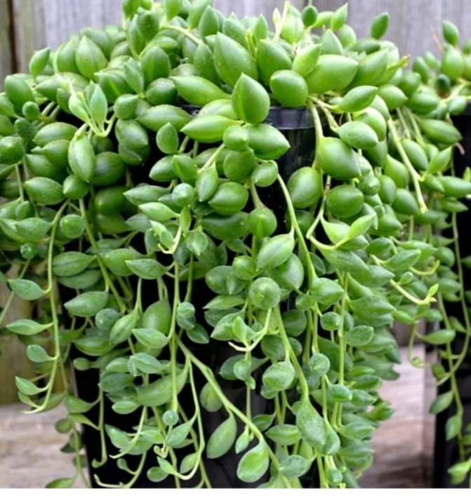 Крестовник Роули Радиканс 