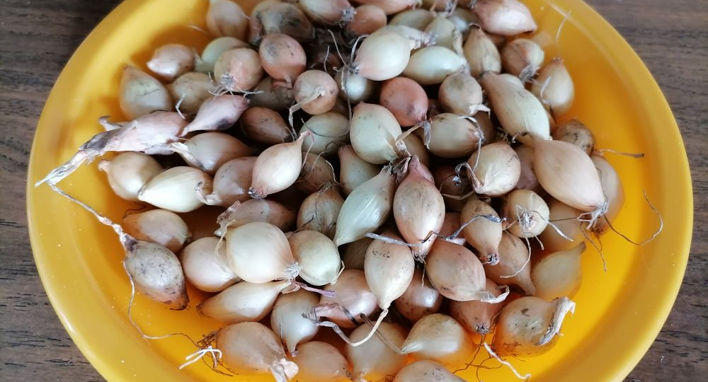 Когда сажать лук в открытый грунт севком? Особенности выращивания в Сибири. Почему лук идет в стрелку?