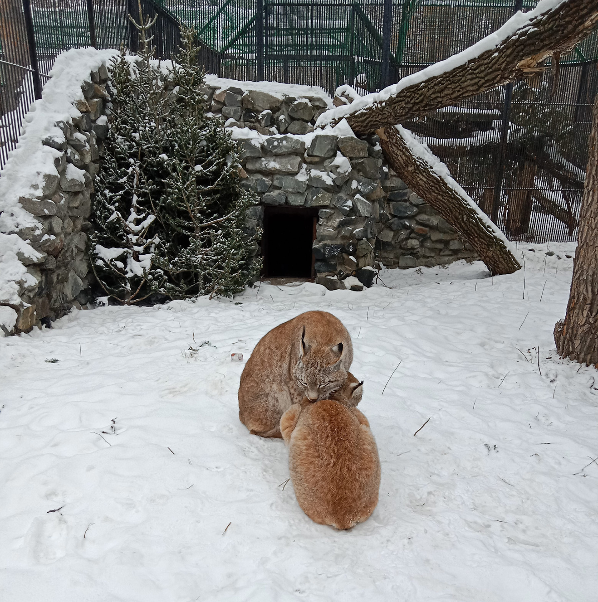 сибирсая рысь