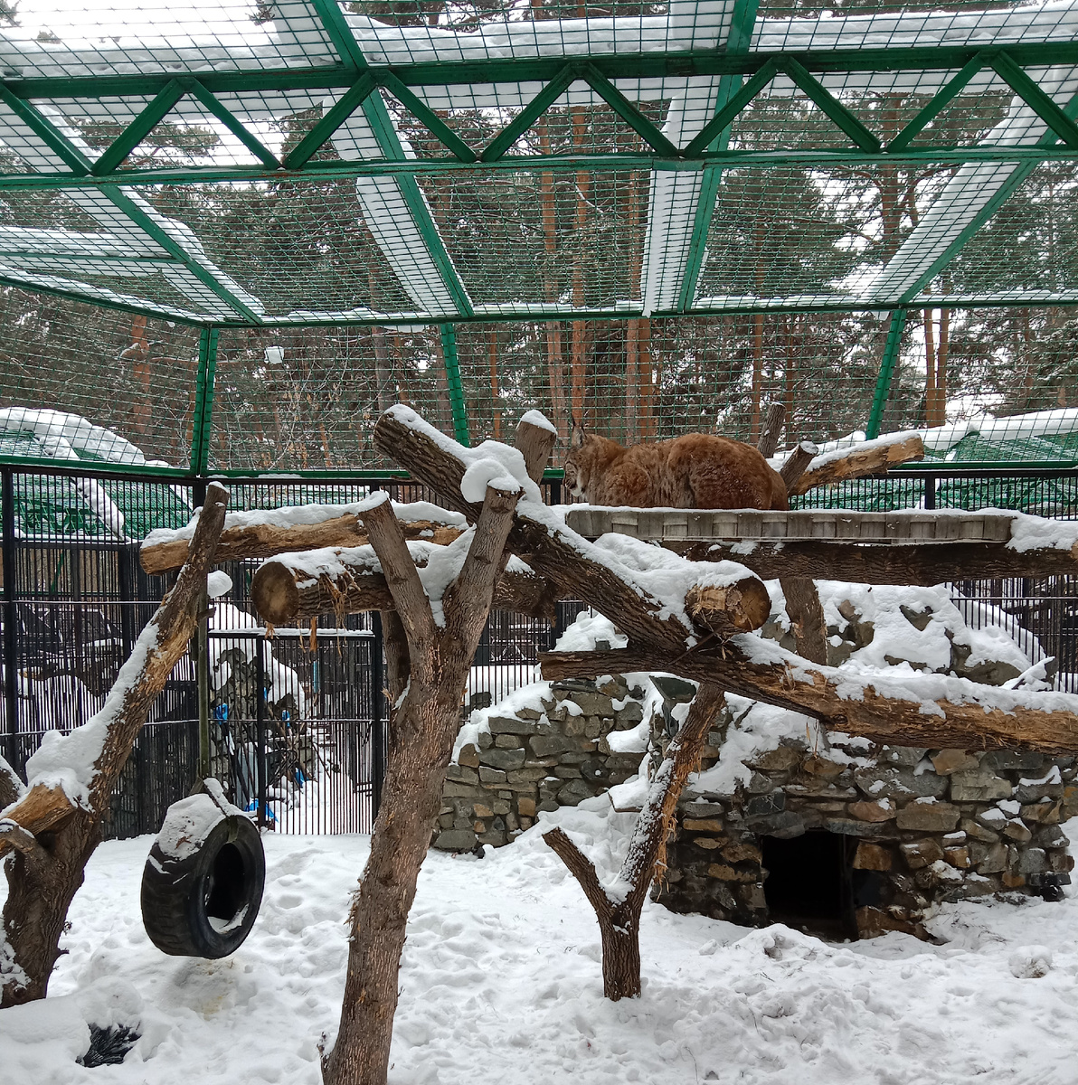 сибирская рысь