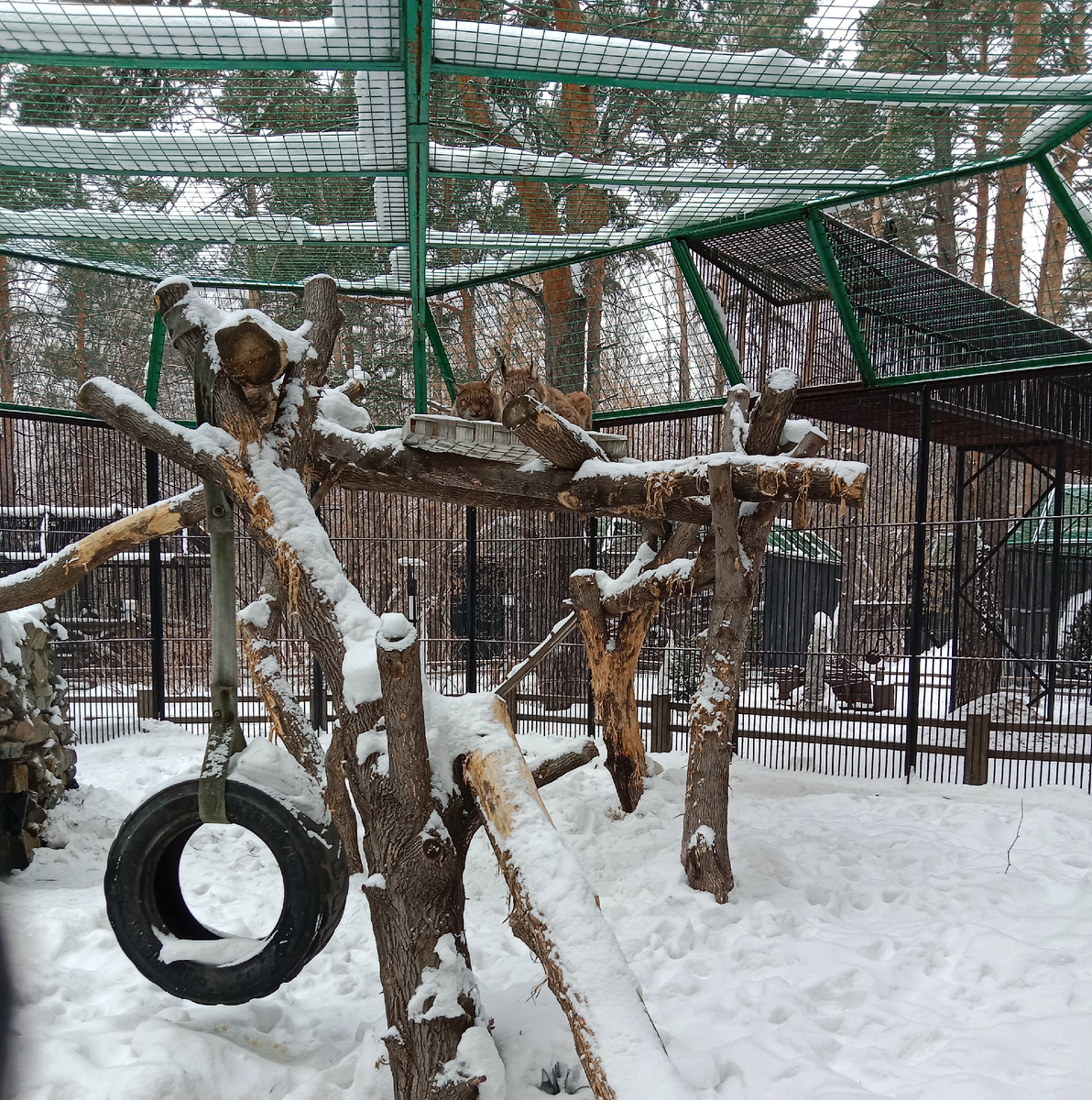 сибирскаярысь