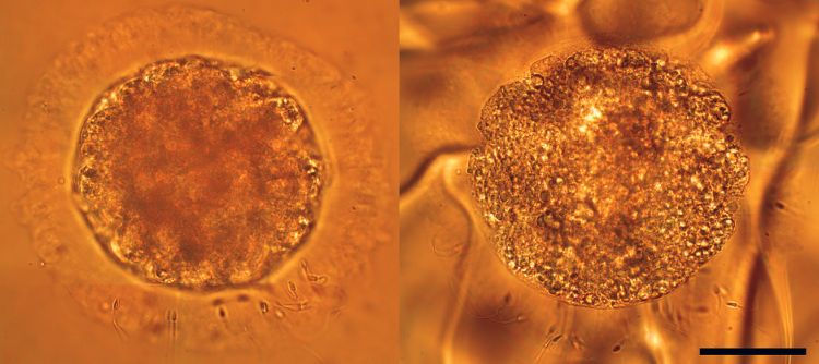 Эмбрионы домашней кошки, культивированные in vitro в среде с добавлением линолевой кислоты. Слева эмбрион при комнатной температуре, справа эмбрион в процессе замораживания на криостате. Масштабная полоска: 50 мкм.