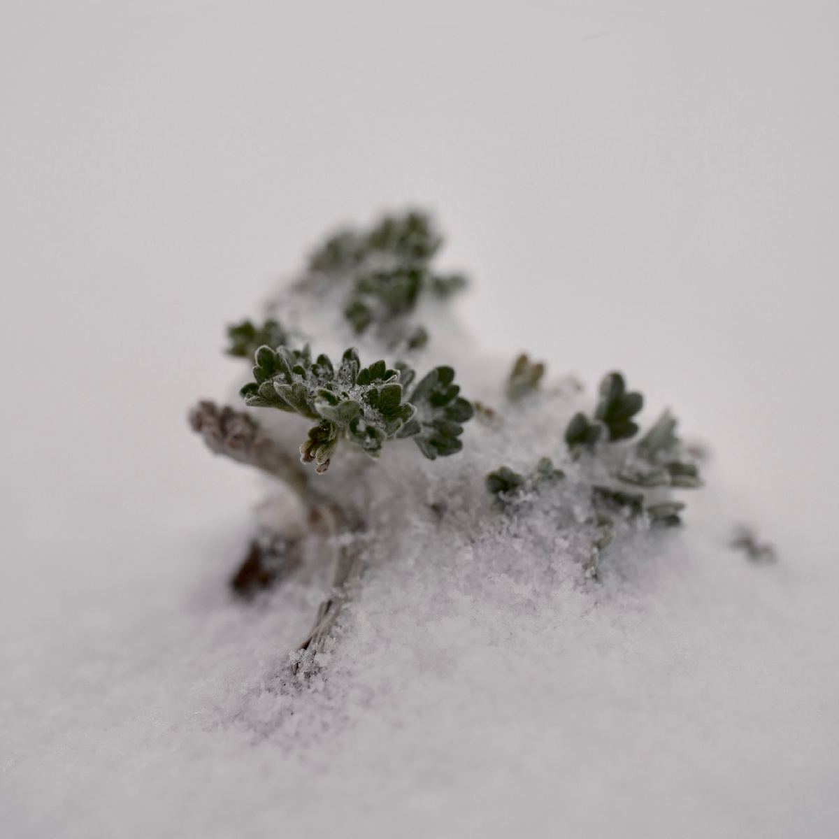 ©️photographer Sergey Karavaev #SOOC blog 365 days photo