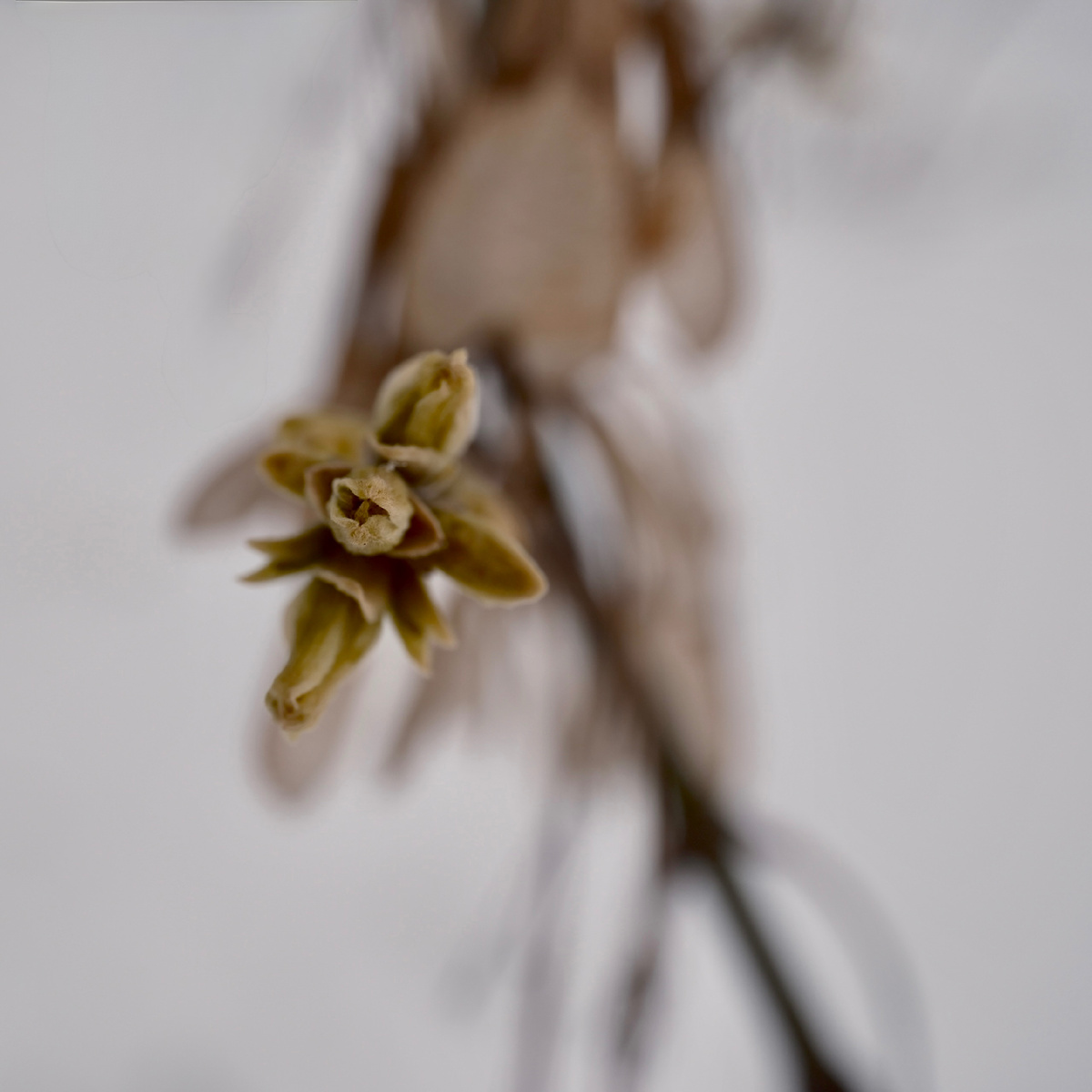 ©️photographer Sergey Karavaev #SOOC blog 365 days photo