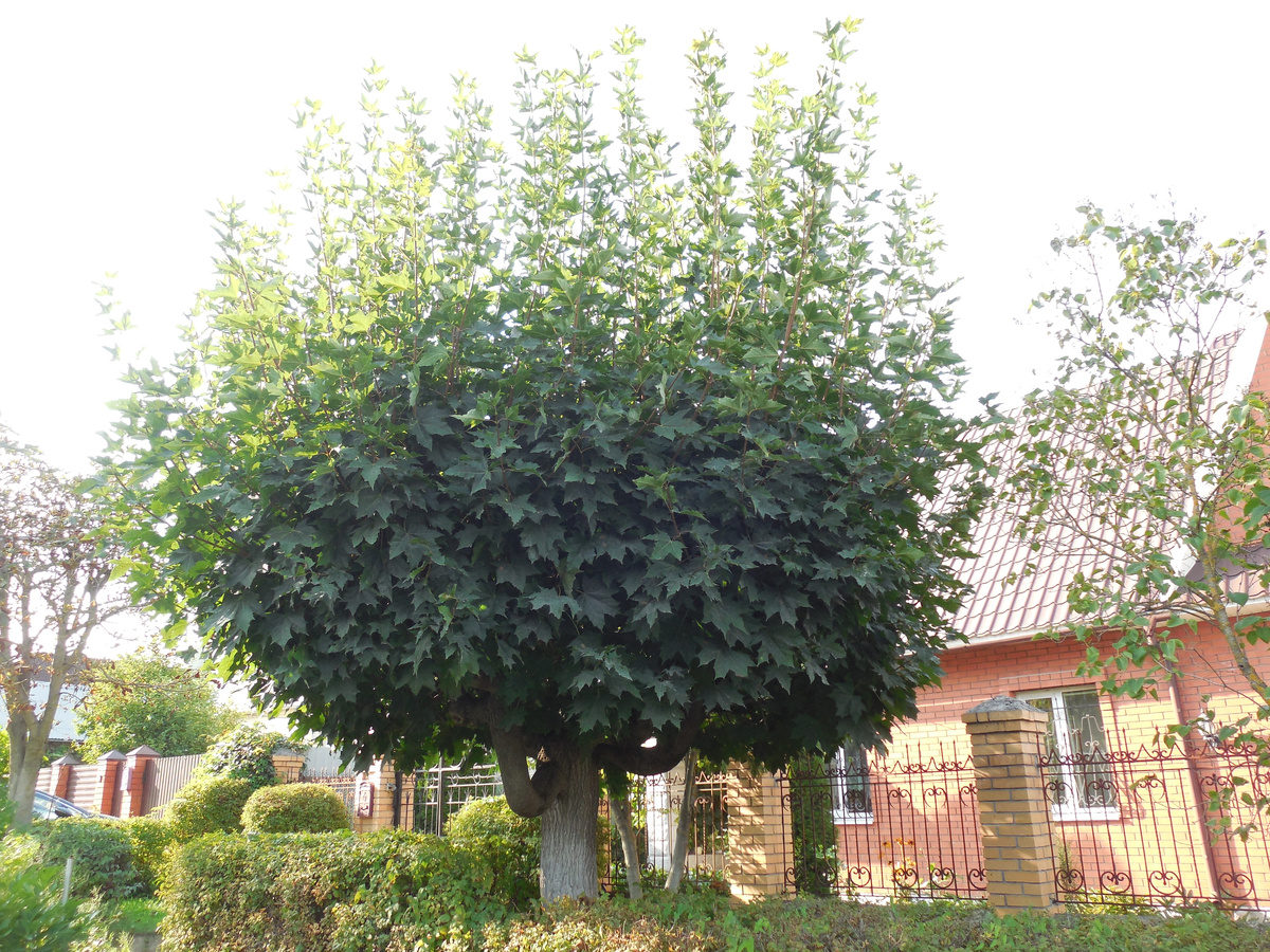 Клен с формированной шаровидной кроной