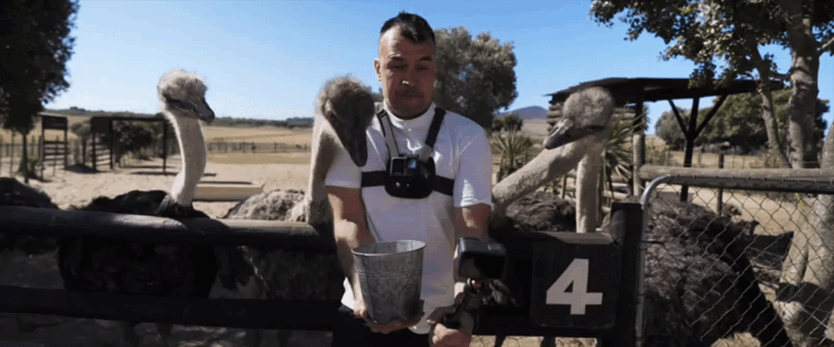 Кормим дикого зверя