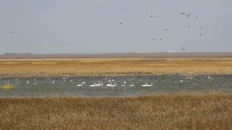    В «Светлинский» заказник вернулись пернатые мигранты Белов Михаил Александрович