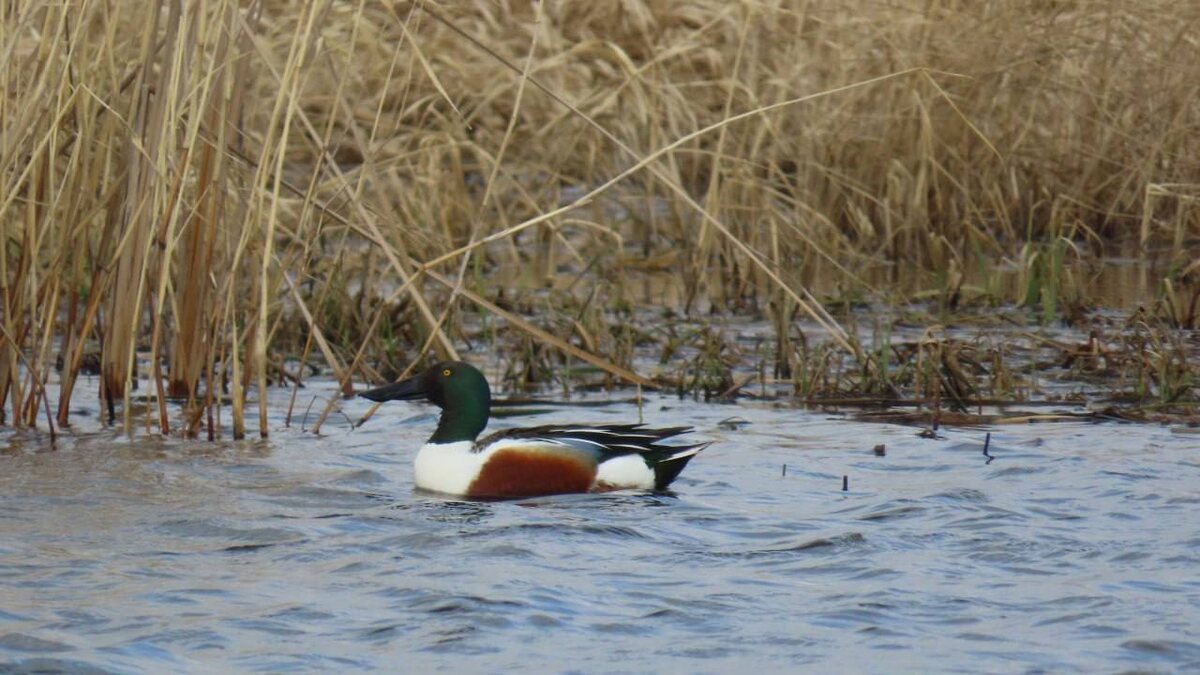 📷    В «Светлинский» заказник вернулись пернатые мигранты Белов Михаил Александрович