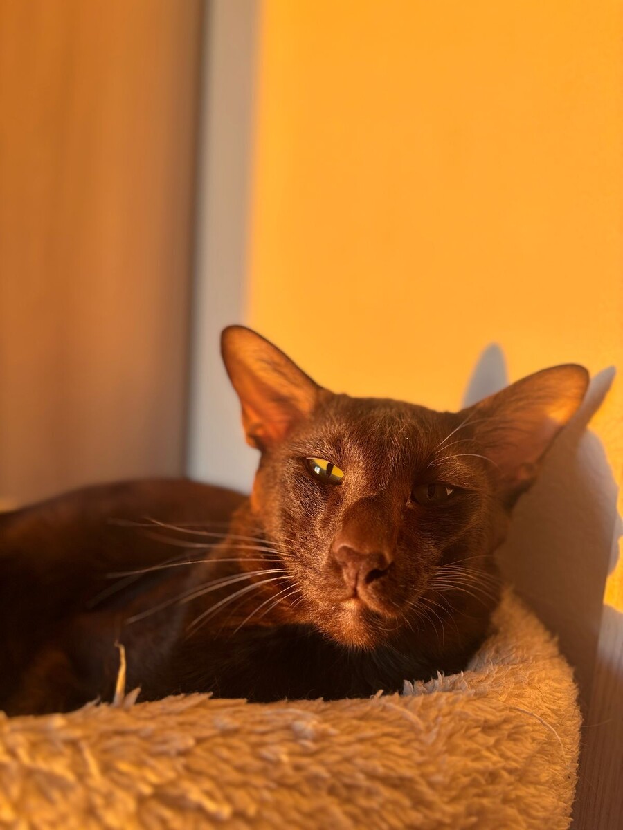 Коты — удивительные создания, которые становятся неотъемлемой частью нашей жизни. Каждый, кто когда-либо держал на руках пушистого друга, знает, как они могут влиять на наше настроение и общее состояние. В этой статье я расскажу о том, как коты помогают нам быть счастливыми и почему они так важны в нашей жизни.