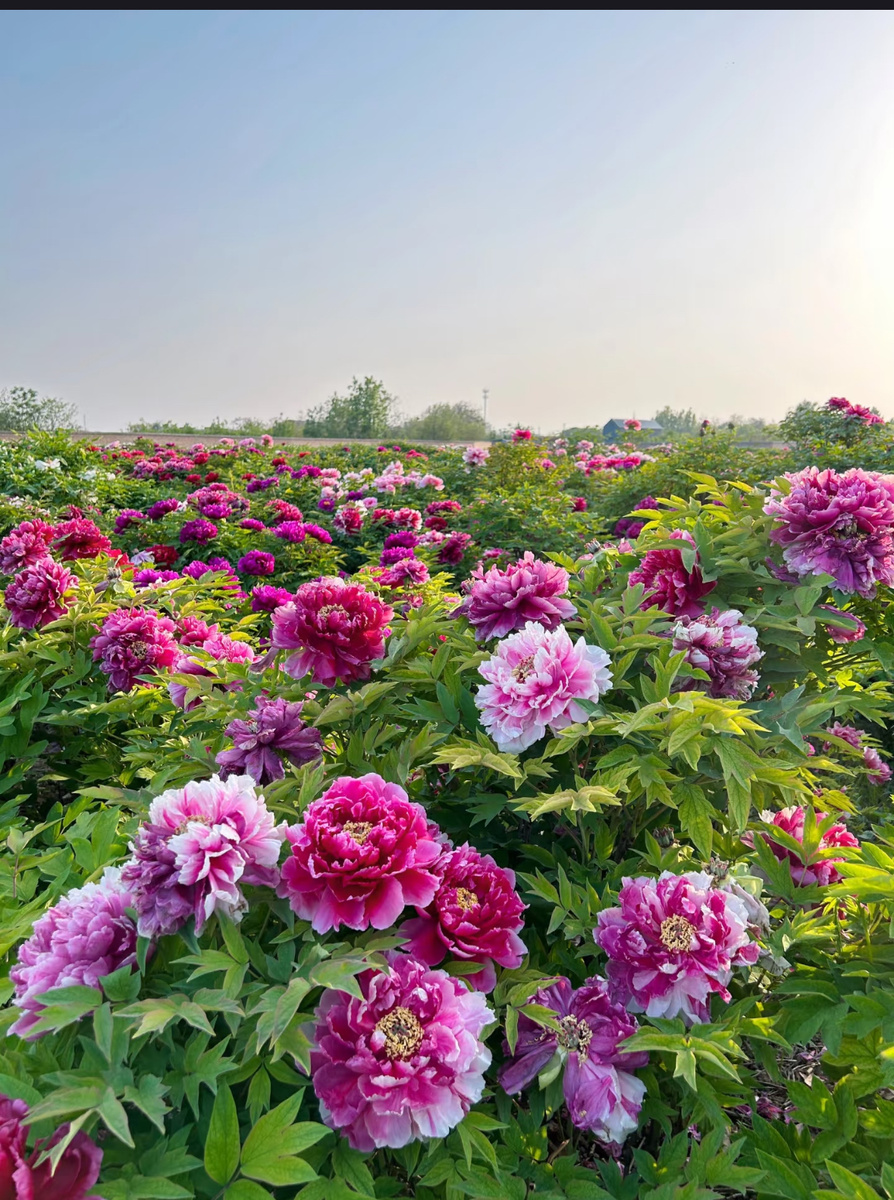 Пионы. Короли роскоши. Фото автора 