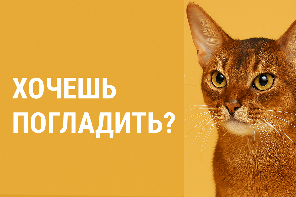 Абиссинская кошка