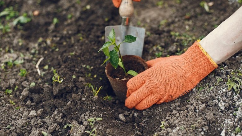 Источник: Freepik