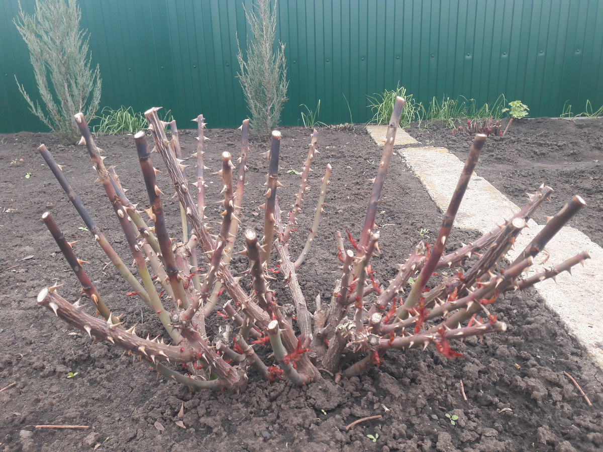 Laurent Cabrol (Лоран Каброль) 