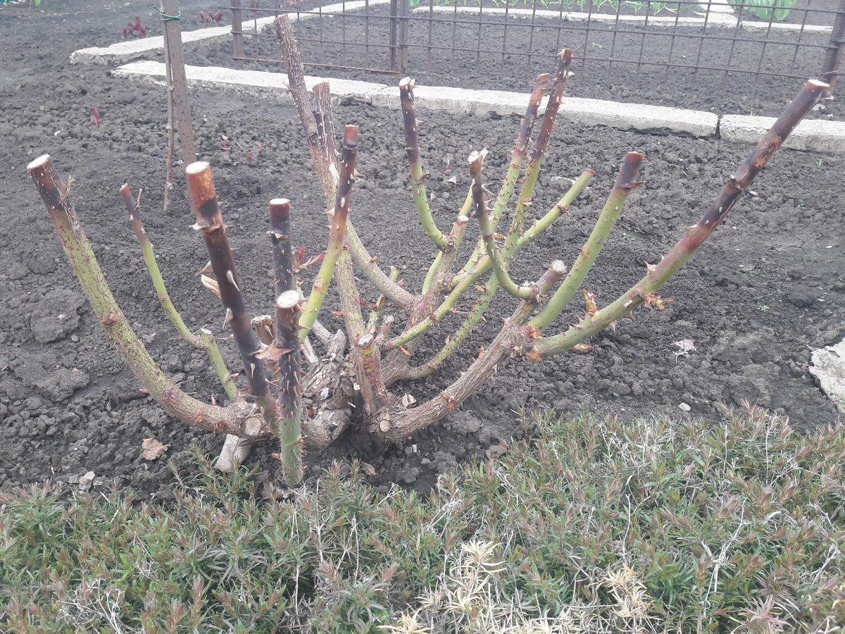 Pullman Orient Express (Пульман Ориент Экспресс, Восточный Экспресс)