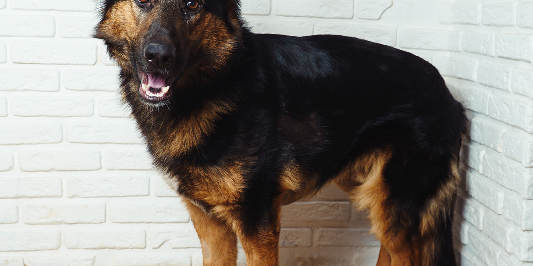 Пёс, который выжил и ждёт шанса на новую жизнь!